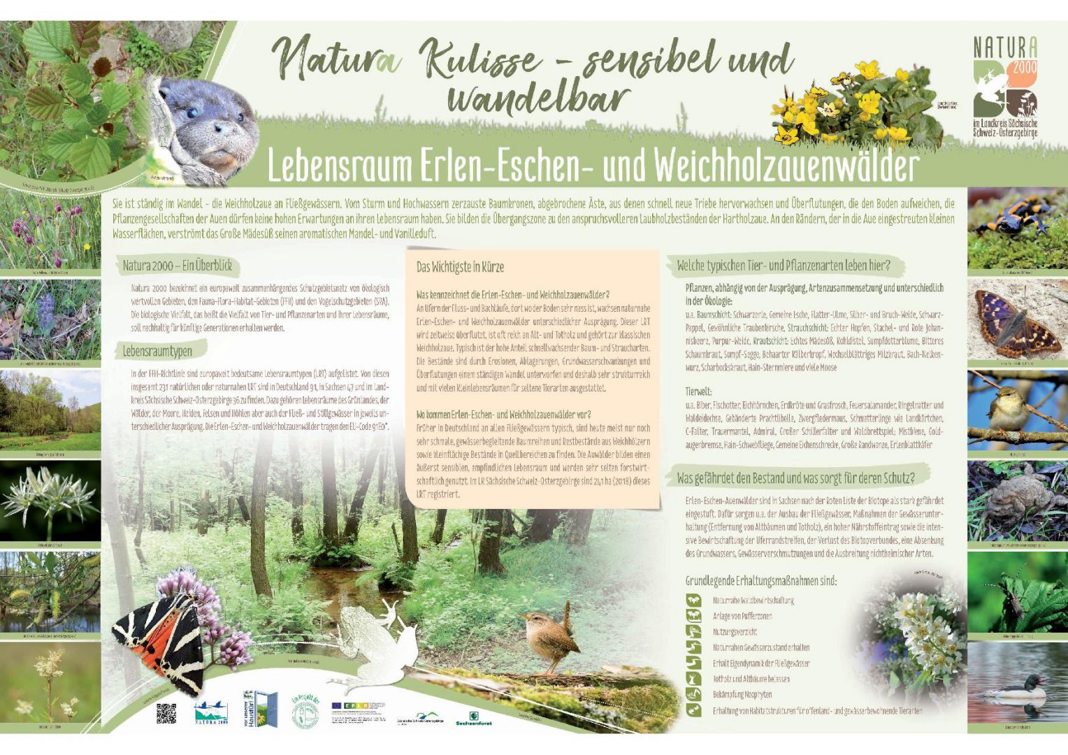 tl_files/downloads/Bilder Projekte/Projektstellen/Natura 2000 1.0/Tafeln/LRT Tafeln/LRT-Tafel E-E-WHA.jpg